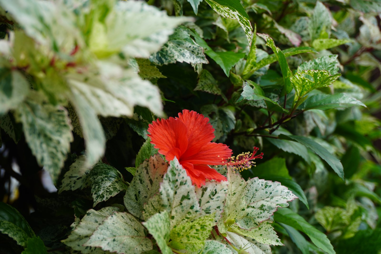 SONY ALPHA A6400 + 16-50mm Kit Lens photo 1
