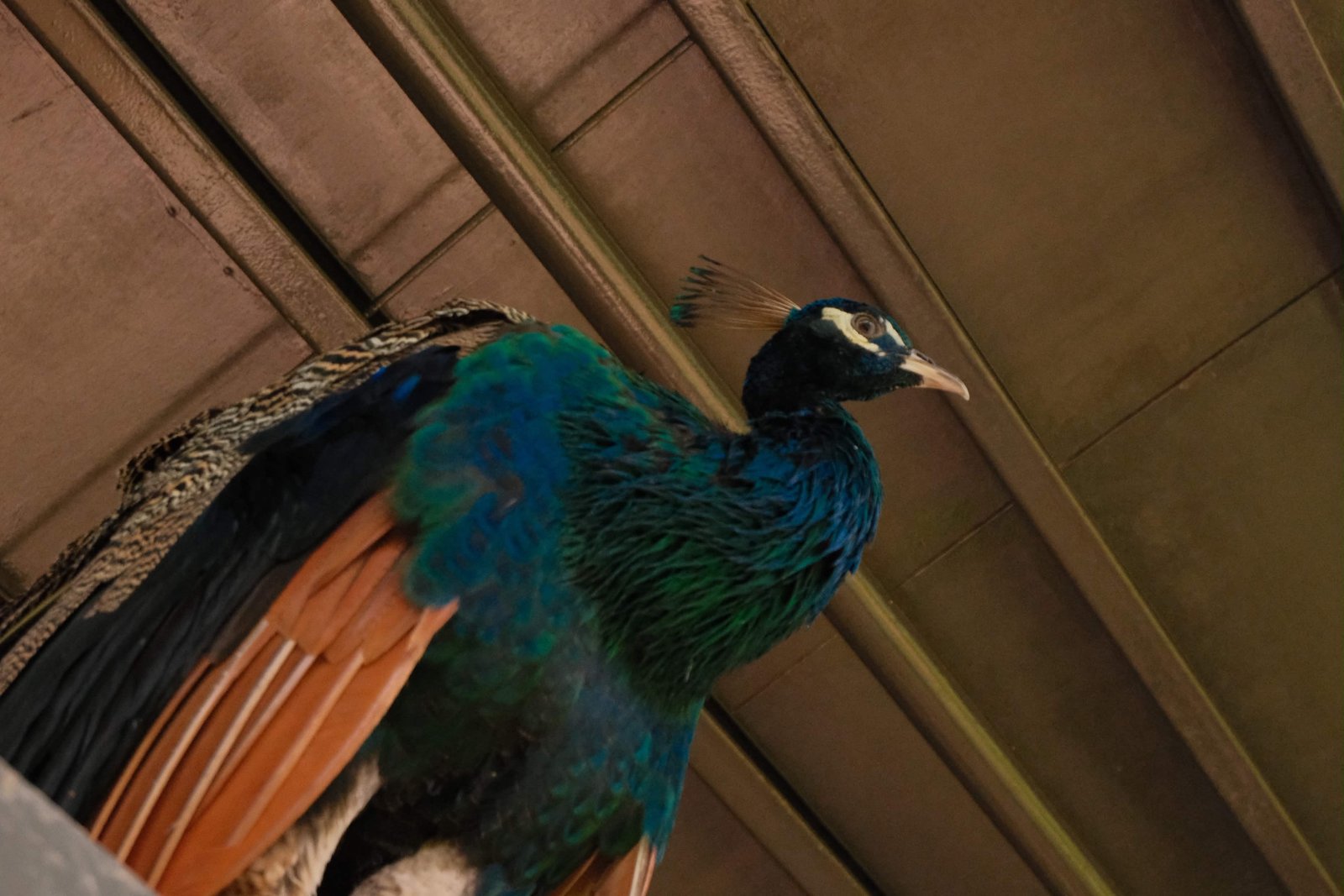 Fujifilm X-M5 photo 3