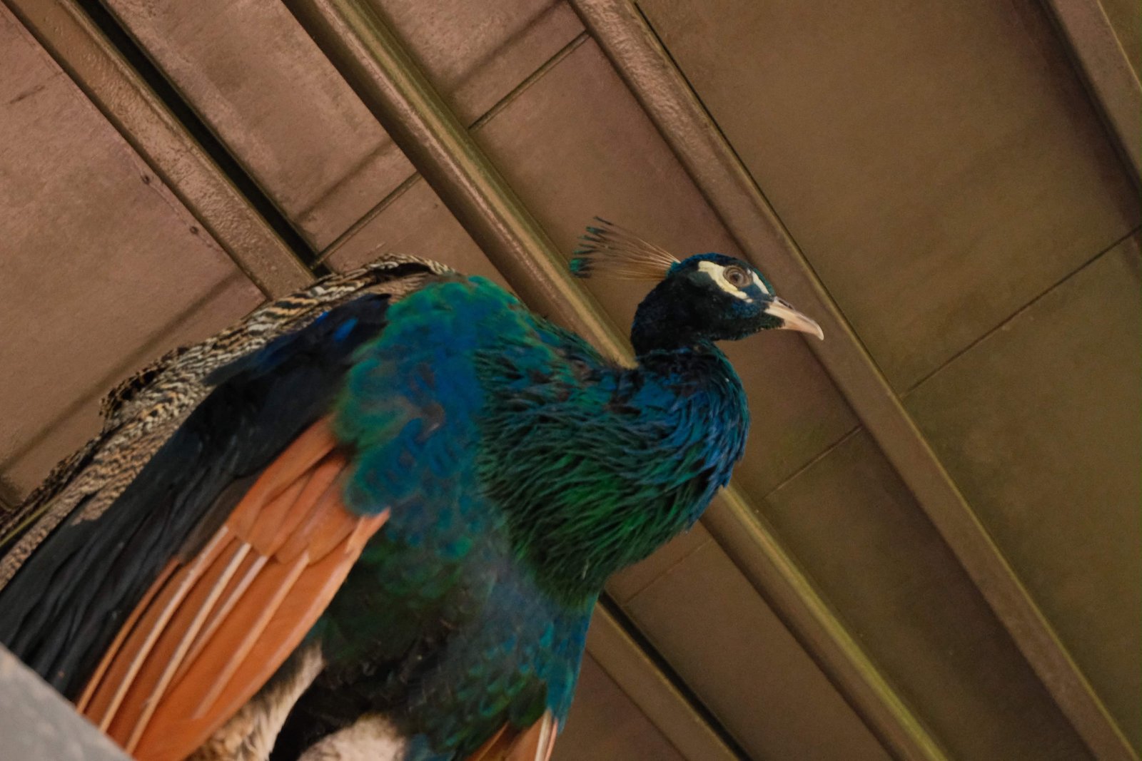 Fujifilm X-M5 photo 6